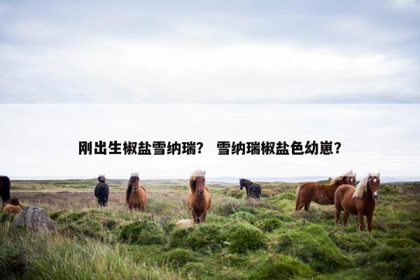 刚出生椒盐雪纳瑞？ 雪纳瑞椒盐色幼崽？