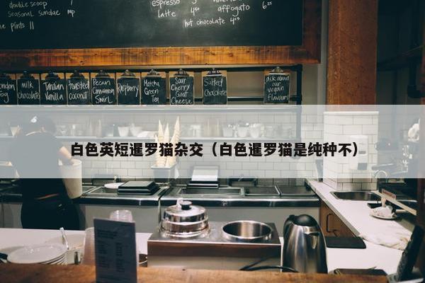 白色英短暹罗猫杂交（白色暹罗猫是纯种不）