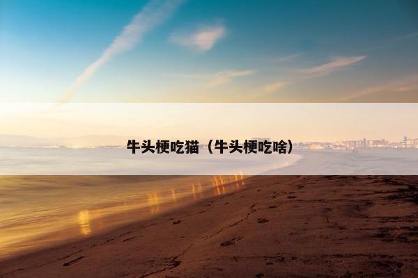 牛头梗吃猫（牛头梗吃啥）