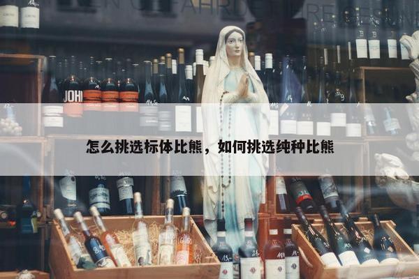 怎么挑选标体比熊，如何挑选纯种比熊