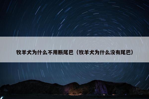 牧羊犬为什么不用断尾巴（牧羊犬为什么没有尾巴）
