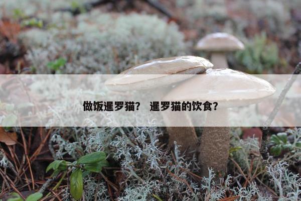 做饭暹罗猫？ 暹罗猫的饮食？