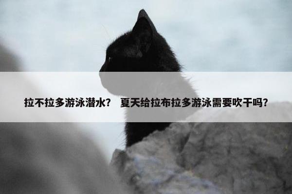 拉不拉多游泳潜水？ 夏天给拉布拉多游泳需要吹干吗？