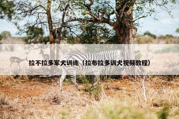 拉不拉多军犬训练（拉布拉多训犬视频教程）