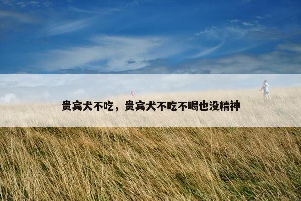 贵宾犬不吃，贵宾犬不吃不喝也没精神