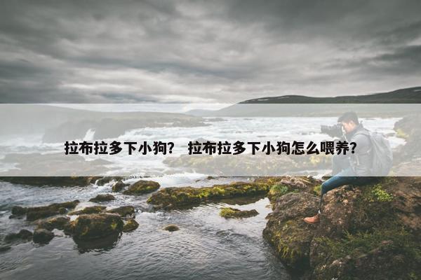 拉布拉多下小狗？ 拉布拉多下小狗怎么喂养？