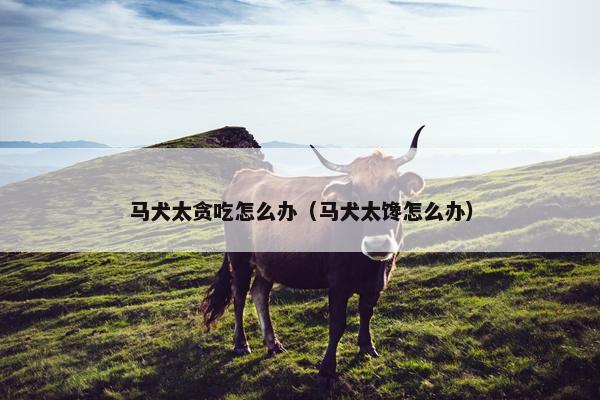 马犬太贪吃怎么办（马犬太馋怎么办）