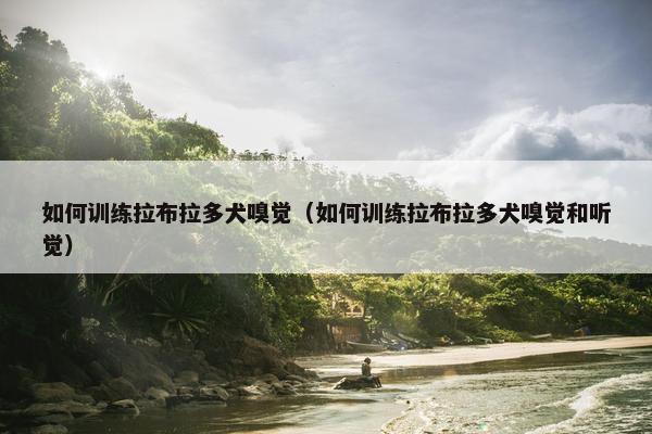 如何训练拉布拉多犬嗅觉（如何训练拉布拉多犬嗅觉和听觉）