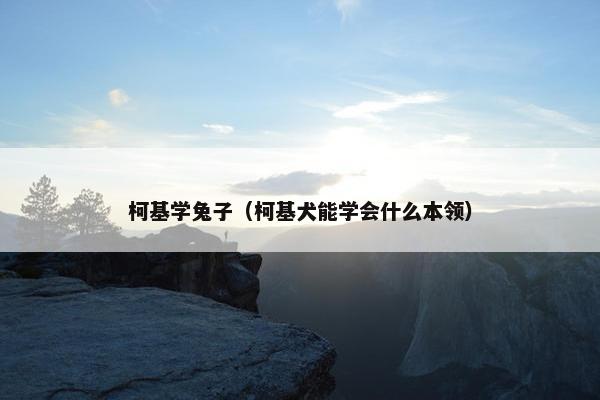 柯基学兔子（柯基犬能学会什么本领）