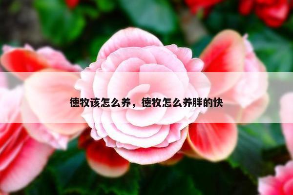 德牧该怎么养，德牧怎么养胖的快