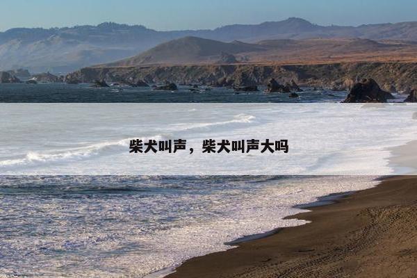 柴犬叫声,柴犬叫声大吗 柴犬叫声,柴犬叫声大吗