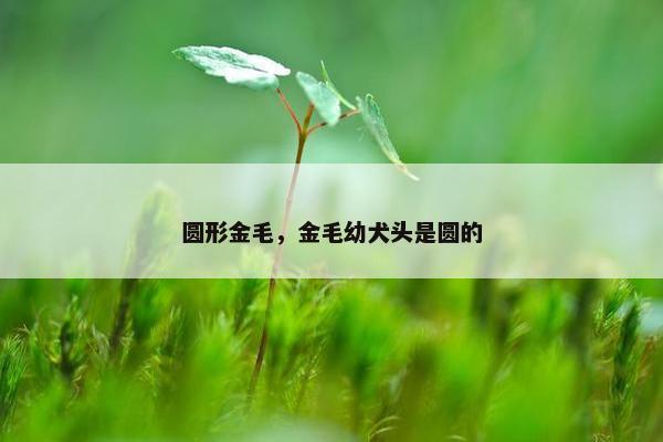 圆形金毛，金毛幼犬头是圆的