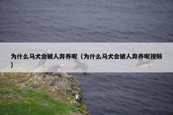 为什么马犬会被人弃养呢（为什么马犬会被人弃养呢视频）
