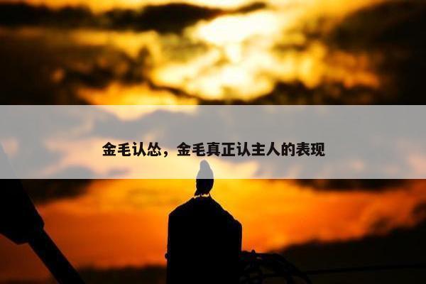 金毛认怂，金毛真正认主人的表现