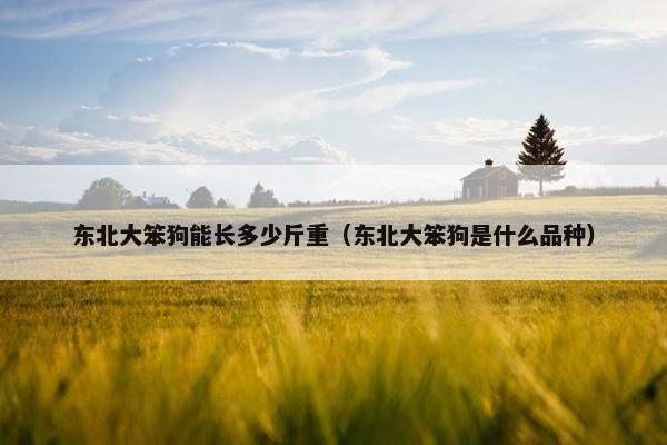 东北大笨狗能长多少斤重（东北大笨狗是什么品种）