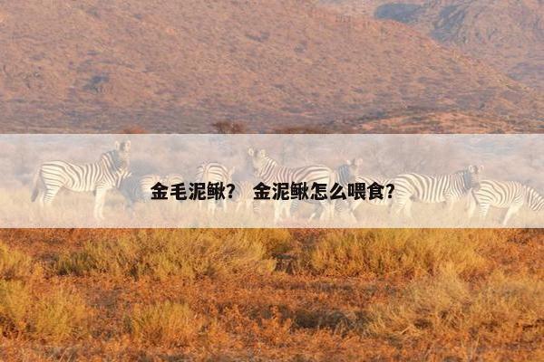 金毛泥鳅？ 金泥鳅怎么喂食？