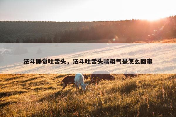 法斗睡觉吐舌头，法斗吐舌头喘粗气是怎么回事