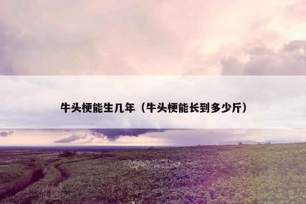 牛头梗能生几年（牛头梗能长到多少斤）
