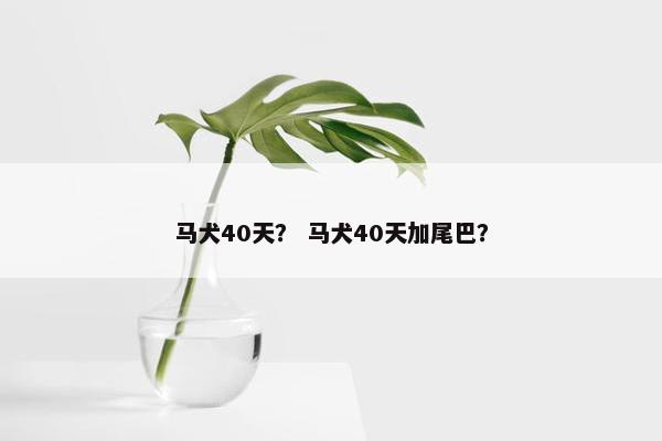 马犬40天？ 马犬40天加尾巴？