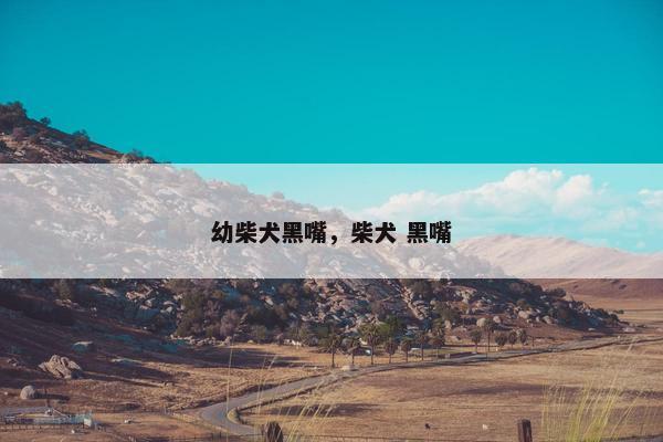 幼柴犬黑嘴，柴犬 黑嘴