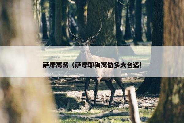 萨摩窝窝（萨摩耶狗窝做多大合适）
