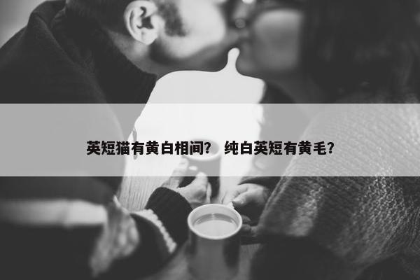 英短猫有黄白相间？ 纯白英短有黄毛？