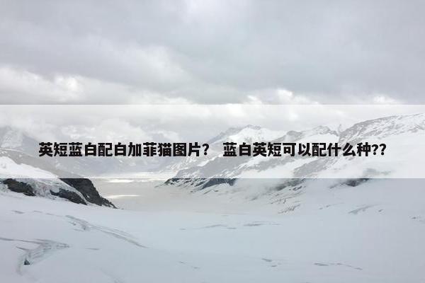 英短蓝白配白加菲猫图片？ 蓝白英短可以配什么种?？