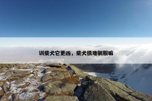 训柴犬它更凶，柴犬很难驯服嘛