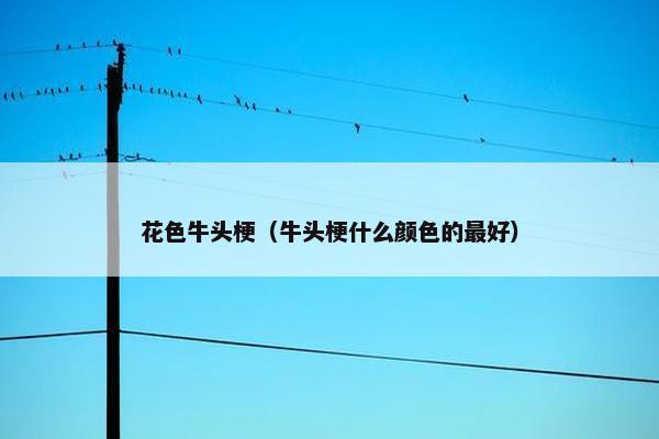 花色牛头梗（牛头梗什么颜色的最好）