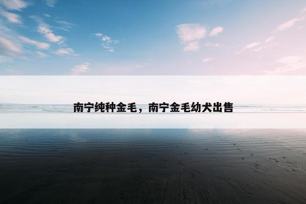 南宁纯种金毛，南宁金毛幼犬出售