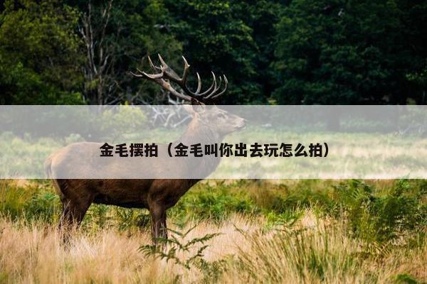 金毛摆拍（金毛叫你出去玩怎么拍）