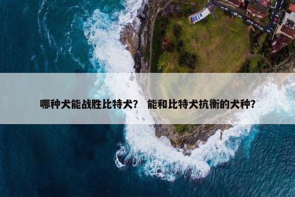 哪种犬能战胜比特犬？ 能和比特犬抗衡的犬种？