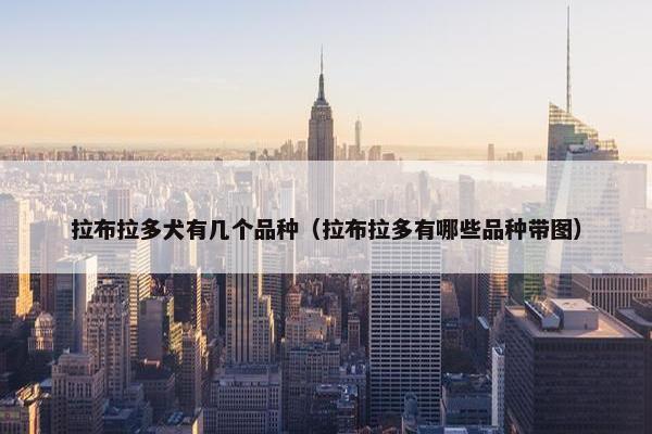 拉布拉多犬有几个品种（拉布拉多有哪些品种带图）