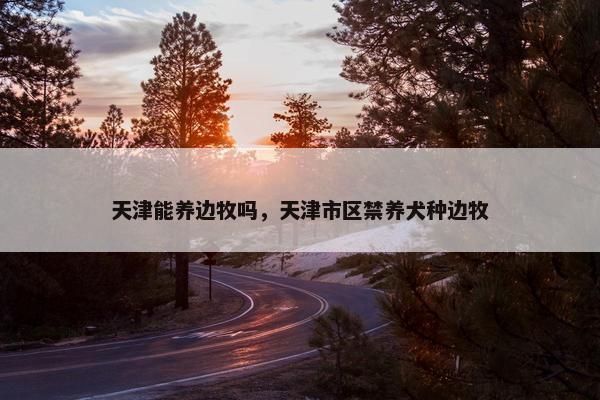 天津能养边牧吗，天津市区禁养犬种边牧
