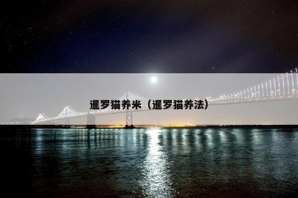 暹罗猫养米（暹罗猫养法）