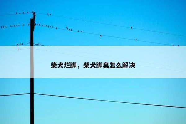柴犬烂脚，柴犬脚臭怎么解决