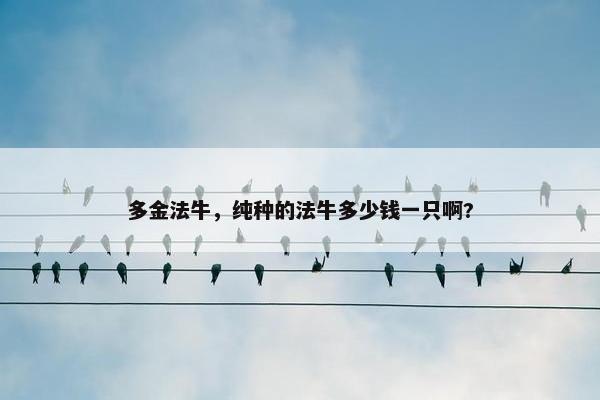 多金法牛，纯种的法牛多少钱一只啊?