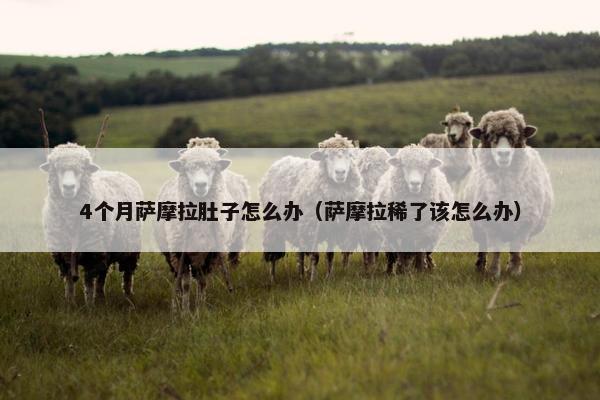 4个月萨摩拉肚子怎么办（萨摩拉稀了该怎么办）