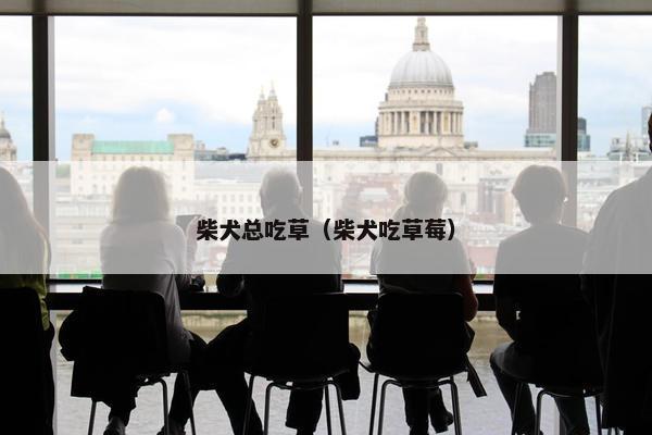 柴犬总吃草（柴犬吃草莓）