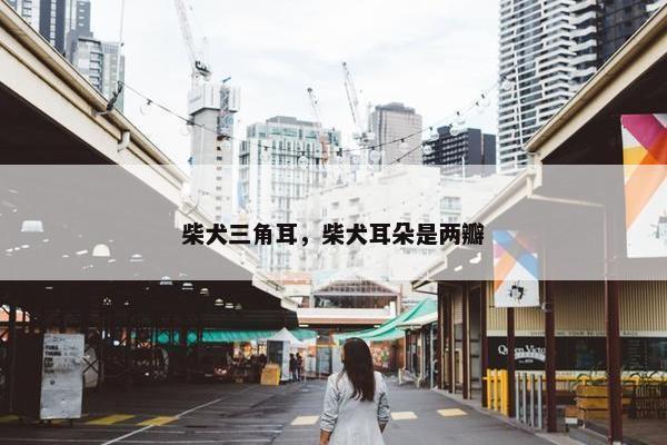 柴犬三角耳，柴犬耳朵是两瓣