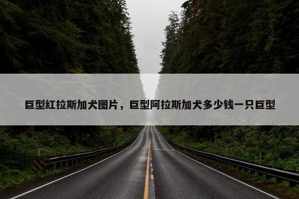 巨型红拉斯加犬图片，巨型阿拉斯加犬多少钱一只巨型