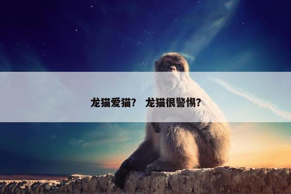 龙猫爱猫？ 龙猫很警惕？