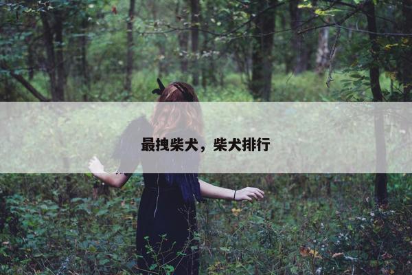 最拽柴犬，柴犬排行