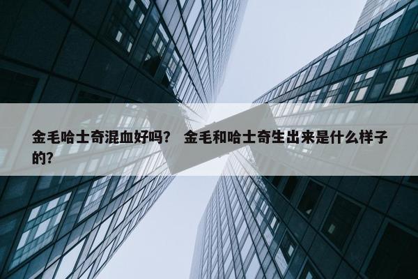 金毛哈士奇混血好吗？ 金毛和哈士奇生出来是什么样子的？