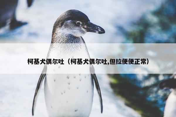 柯基犬偶尔吐（柯基犬偶尔吐,但拉便便正常）