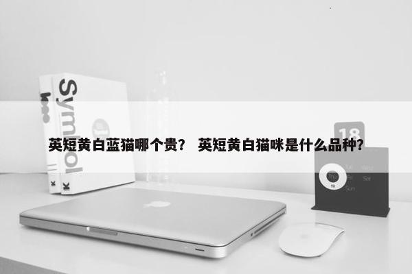 英短黄白蓝猫哪个贵？ 英短黄白猫咪是什么品种？