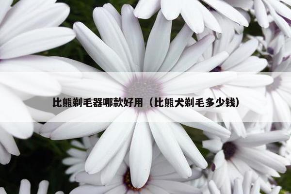 比熊剃毛器哪款好用（比熊犬剃毛多少钱）