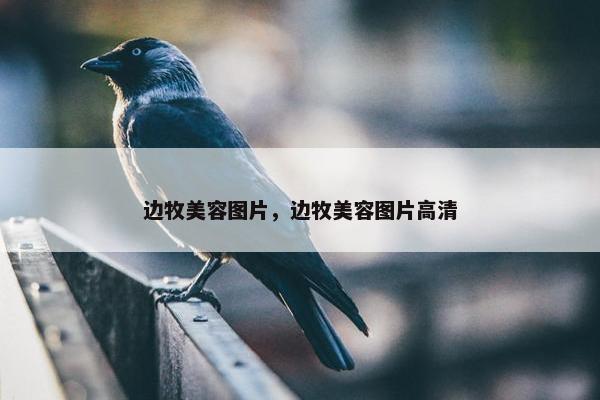 边牧美容图片，边牧美容图片高清