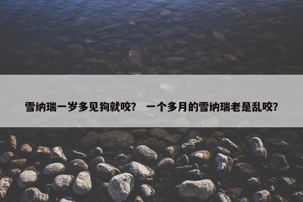雪纳瑞一岁多见狗就咬？ 一个多月的雪纳瑞老是乱咬？