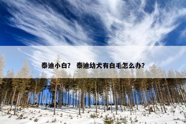 泰迪小白？ 泰迪幼犬有白毛怎么办？